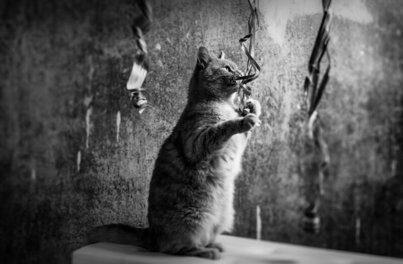 KATZENKARTE "Luftschlangenflausch" DIN A6 inklusive Spende