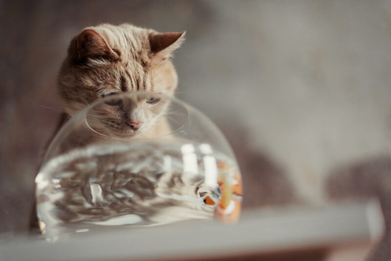 KATZENKARTE "Fischglas" DIN A6 inklusive Spende