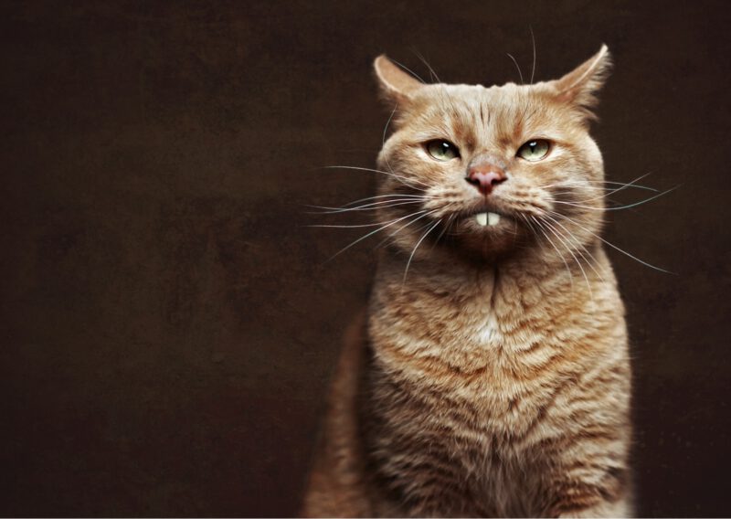 KATZENKARTE "Hasenflausch" DIN A6