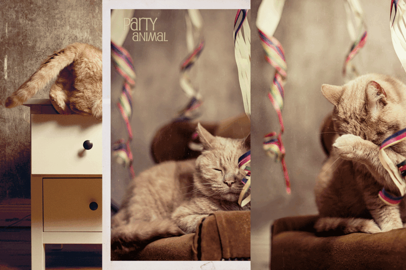 Katzenkarten 3er SET inklusive Spende