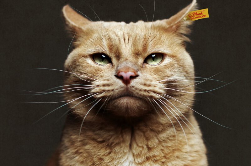 KATZENKARTE "O du Fr&ouml;hliche..." DIN A6