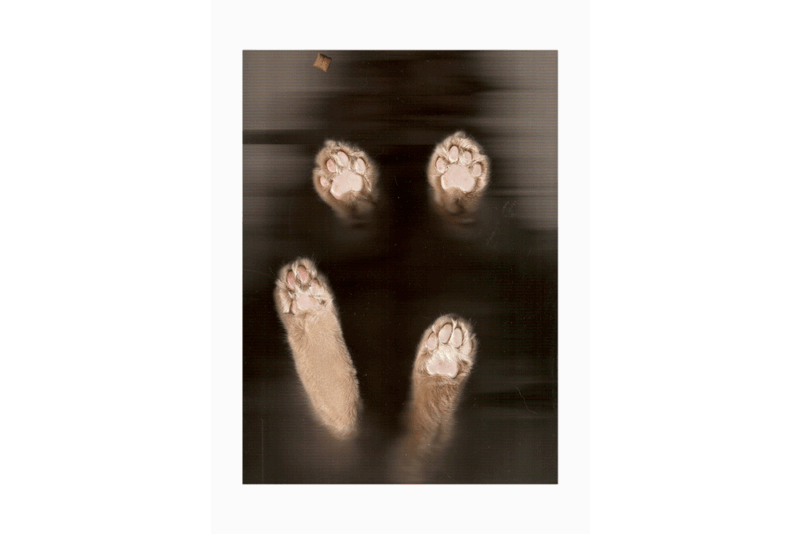 KATZENKARTE "Flauschunder" DIN A6 inklusive Spende