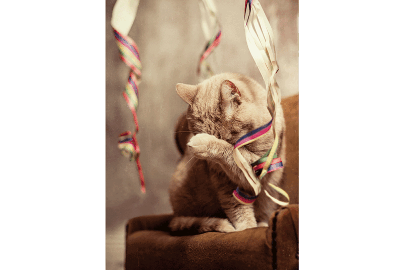 KATZENKARTE "No party animal" DIN A6 inklusive Spende