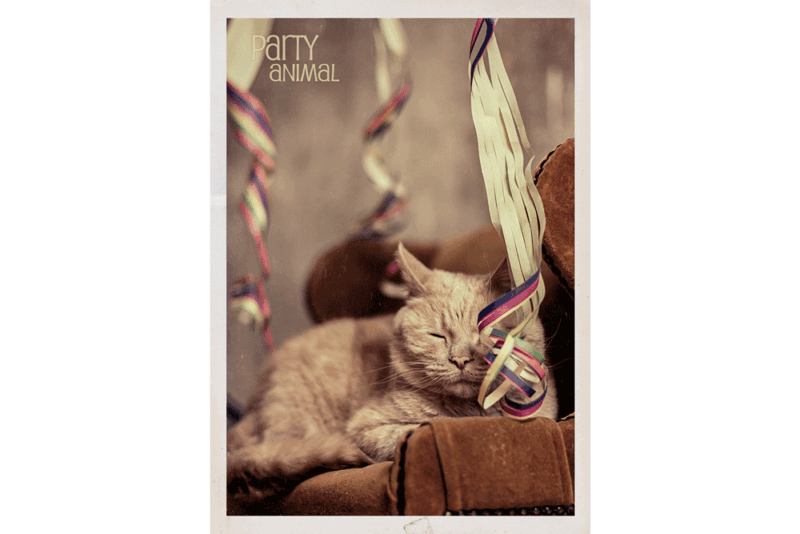 KATZENKARTE "Party Animal" DIN A6 inklusive Spende