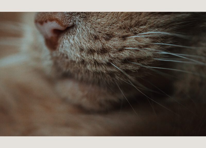 KATZENKARTE "close" DIN A6