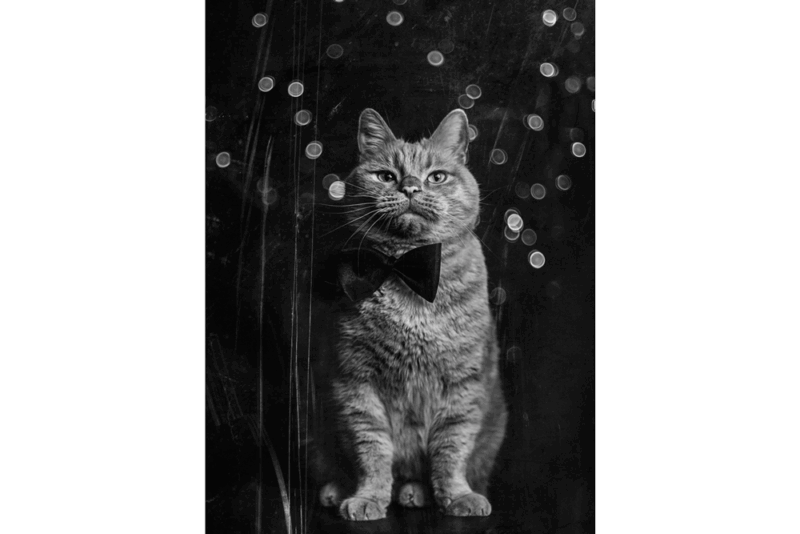 KATZENKARTE "dresscode blackandwhite" DIN A6 inklusive Spende