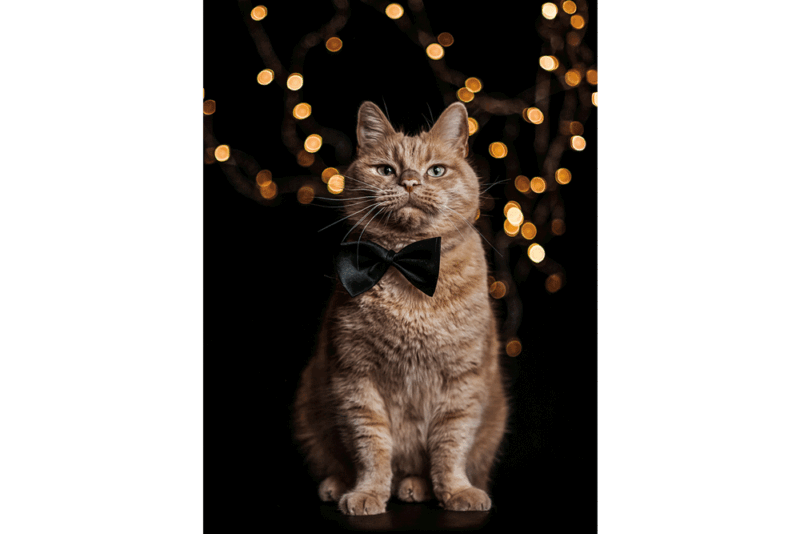 KATZENKARTE "dresscode" DIN A6 inklusive Spende