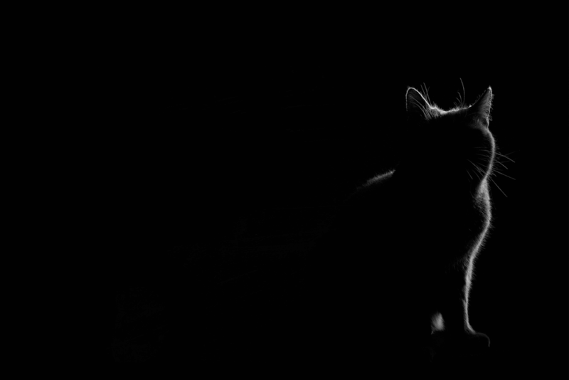 {VORBESTELLBAR} KATZENKARTE "Where there is shadow..." DIN A6 inklusive Spende