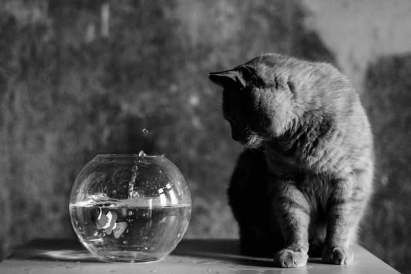 {VORBESTELLBAR} KATZENKARTE "Fischglas II" DIN A6 inklusive Spende