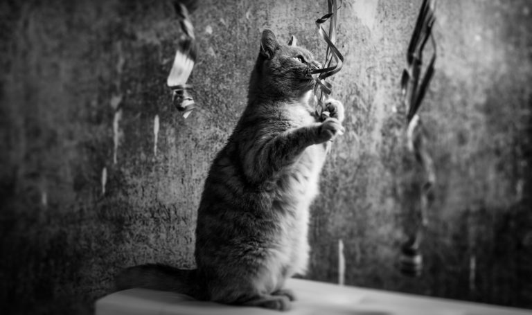 Postkarte mit Katze